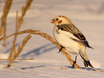 Snow Bunting 鵡川河口 Sun, 1/28/2024