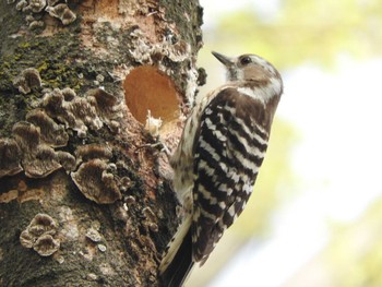 Japanese Pygmy Woodpecker 山梨県森林公園金川の森(山梨県笛吹市) Unknown Date