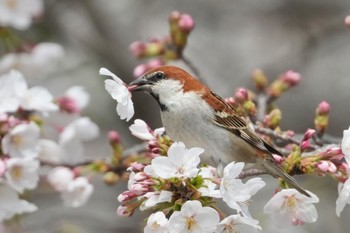 Russet Sparrow 埼玉県 Sun, 4/7/2024