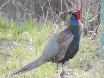 Green Pheasant 三郡橋 Mon, 4/8/2024