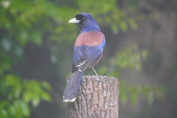 Lidth's Jay Amami Nature Observation Forest Sat, 4/6/2024