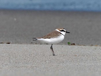 Kentish Plover 蒲生干潟(仙台市) Mon, 4/8/2024