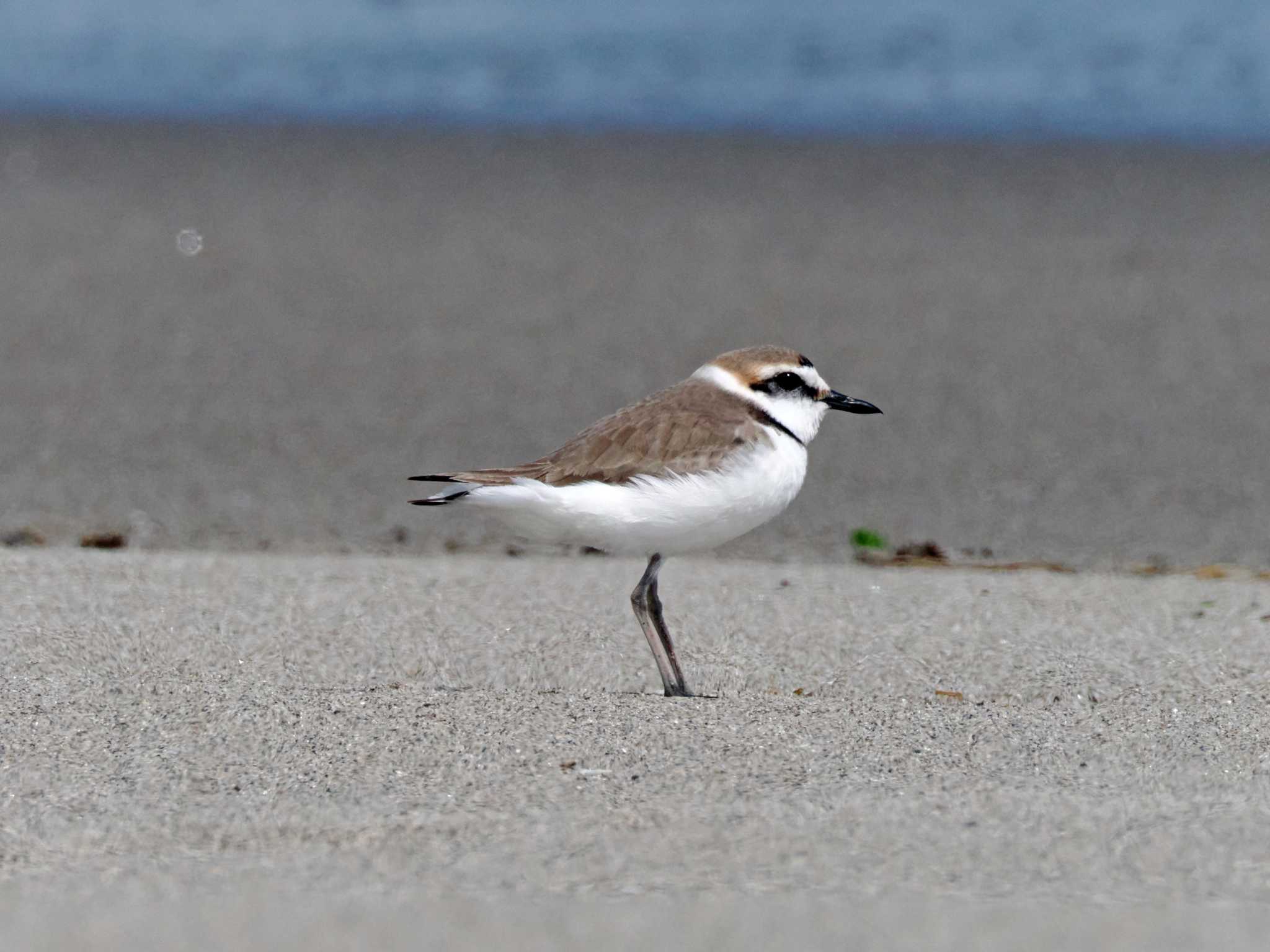 Photo of Kentish Plover at 蒲生干潟(仙台市) by ぴーさん