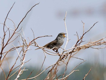 Japanese Bush Warbler 蒲生干潟(仙台市) Mon, 4/8/2024