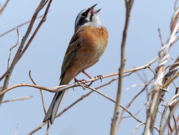 Meadow Bunting 蒲生干潟(仙台市) Mon, 4/8/2024