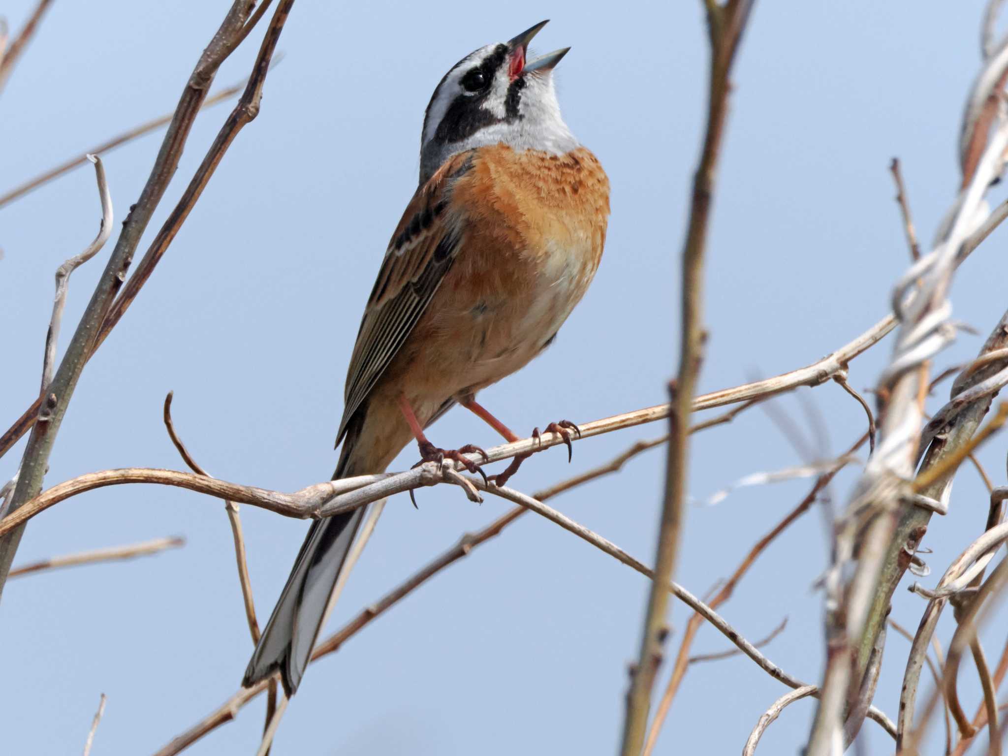 Photo of Meadow Bunting at 蒲生干潟(仙台市) by ぴーさん