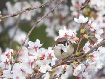 スズメ 八代ふるさと公園 2024年4月8日(月)