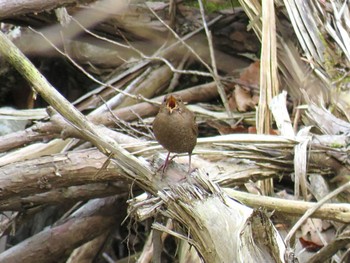 Eurasian Wren 金沢林道 Sun, 4/7/2024