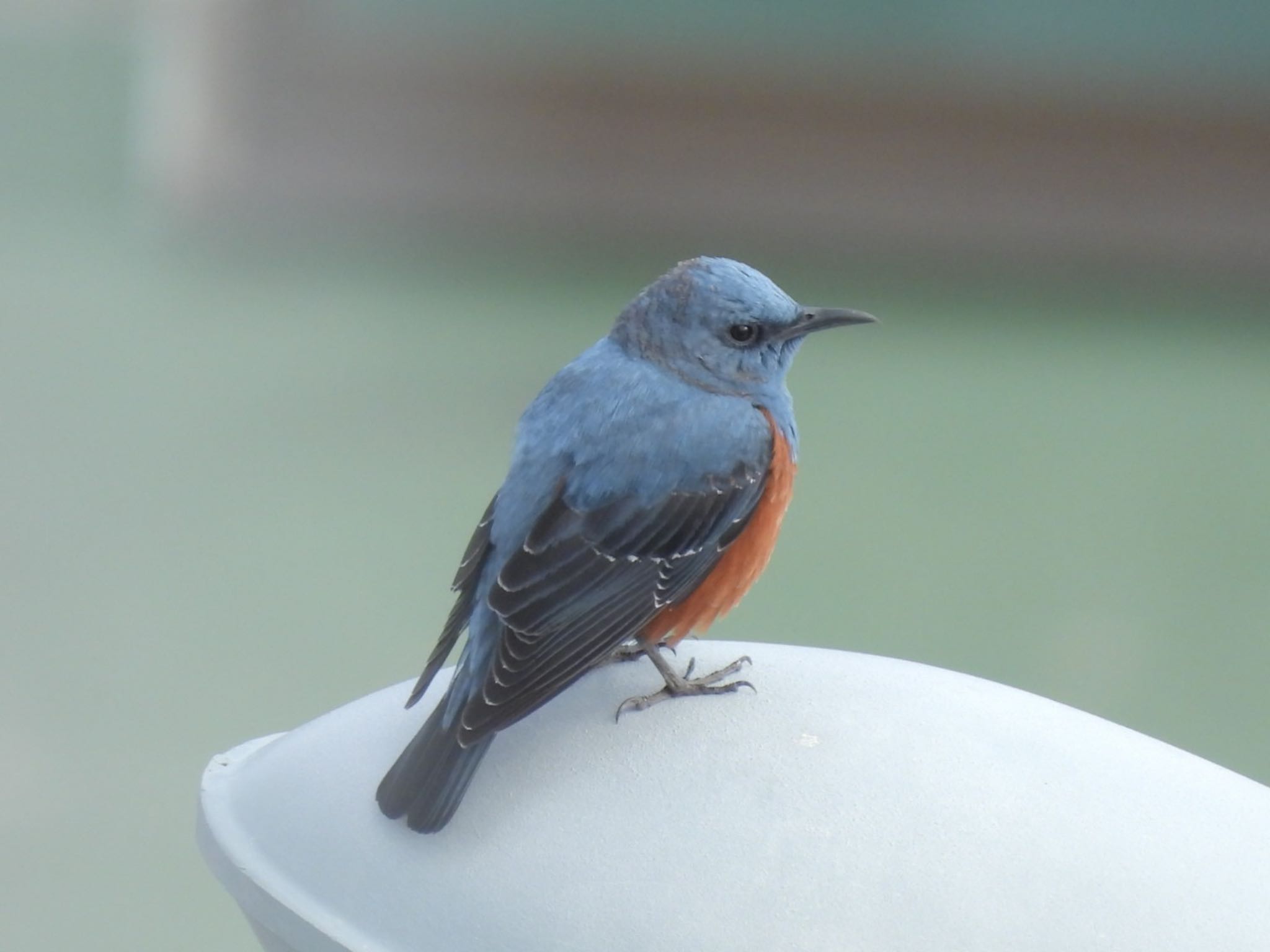 Blue Rock Thrush