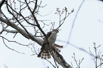 Japanese Sparrowhawk 永山公園(青梅市) Mon, 4/8/2024