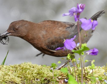 Brown Dipper 養老公園 Fri, 4/5/2024