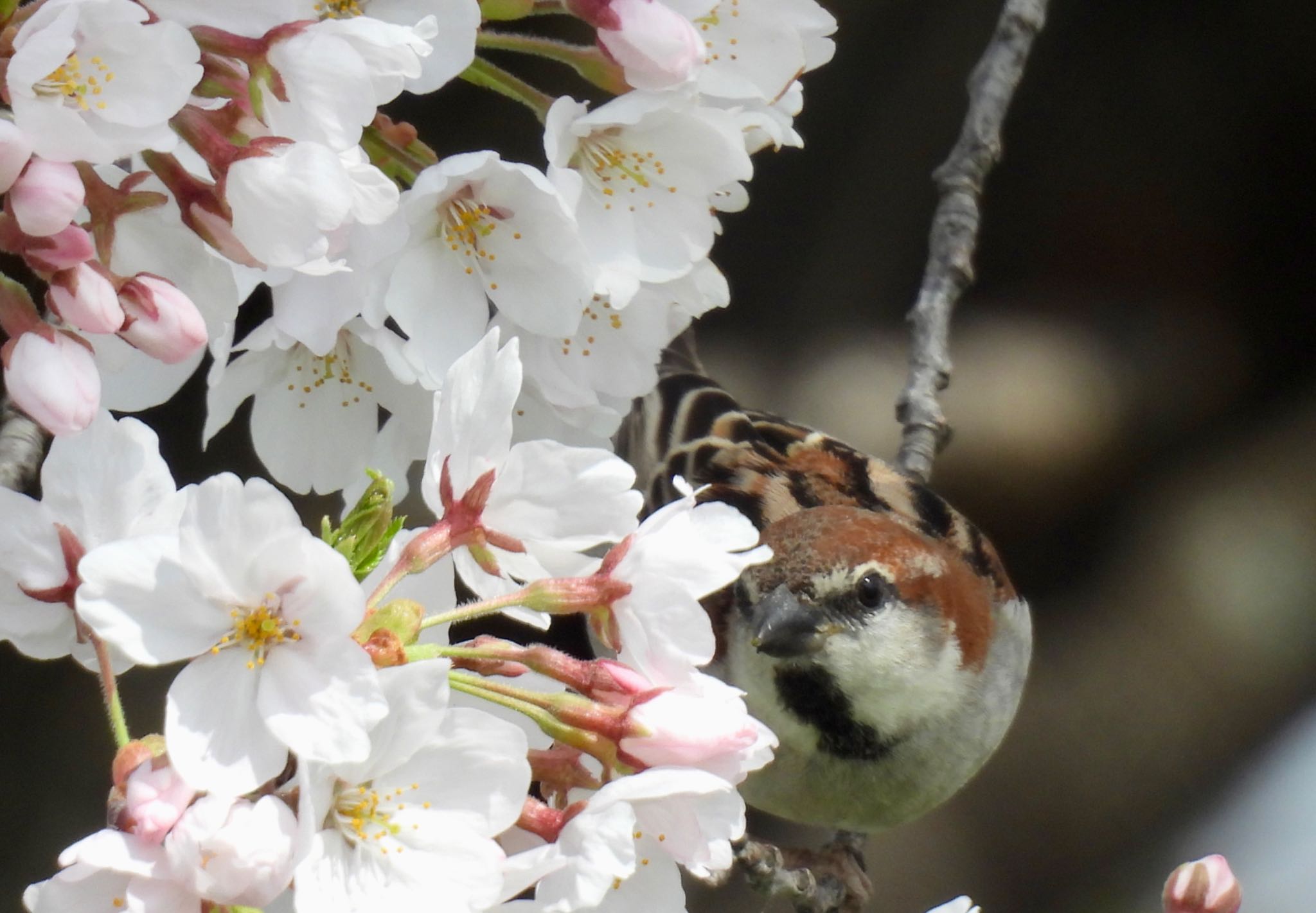 Russet Sparrow