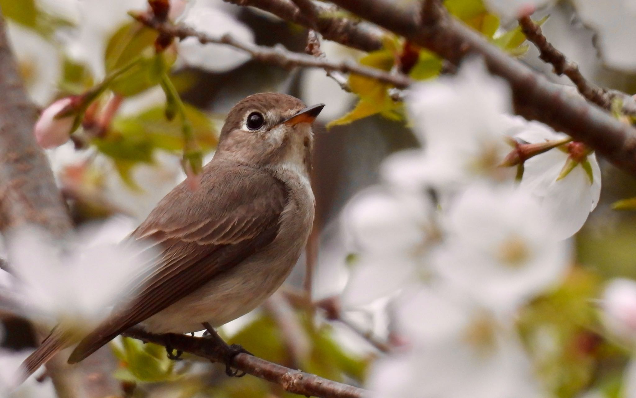 Asian Brown Flycatcher