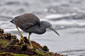 Pacific Reef Heron 真鶴岬 Sat, 4/6/2024