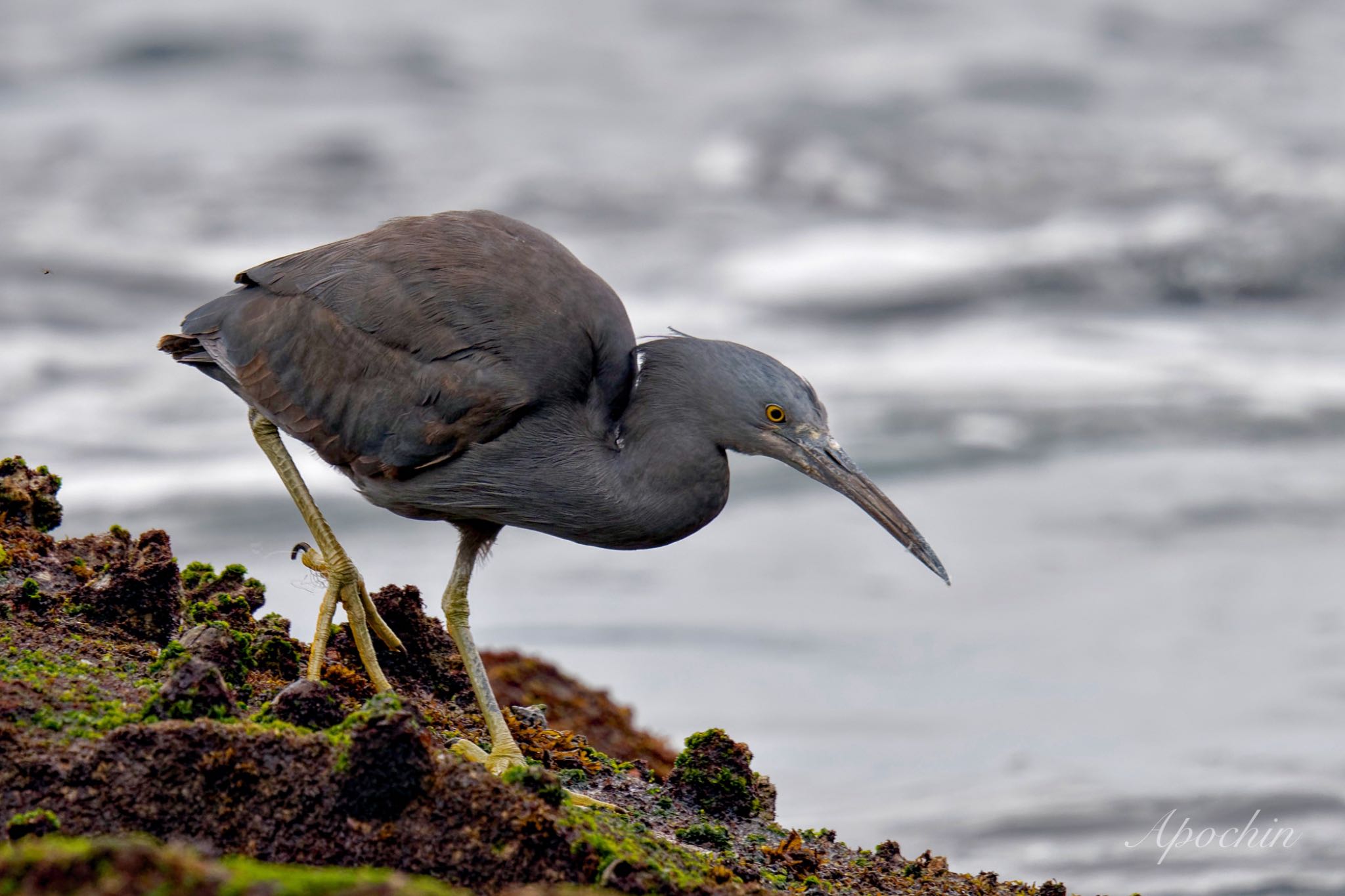 Pacific Reef Heron