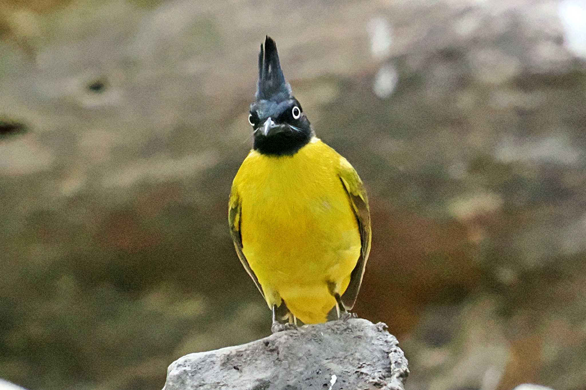 ベトナム クロボウシヒヨドリの写真 by 藤原奏冥