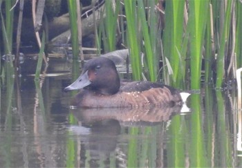 Baer's Pochard Mizumoto Park Sat, 4/6/2024