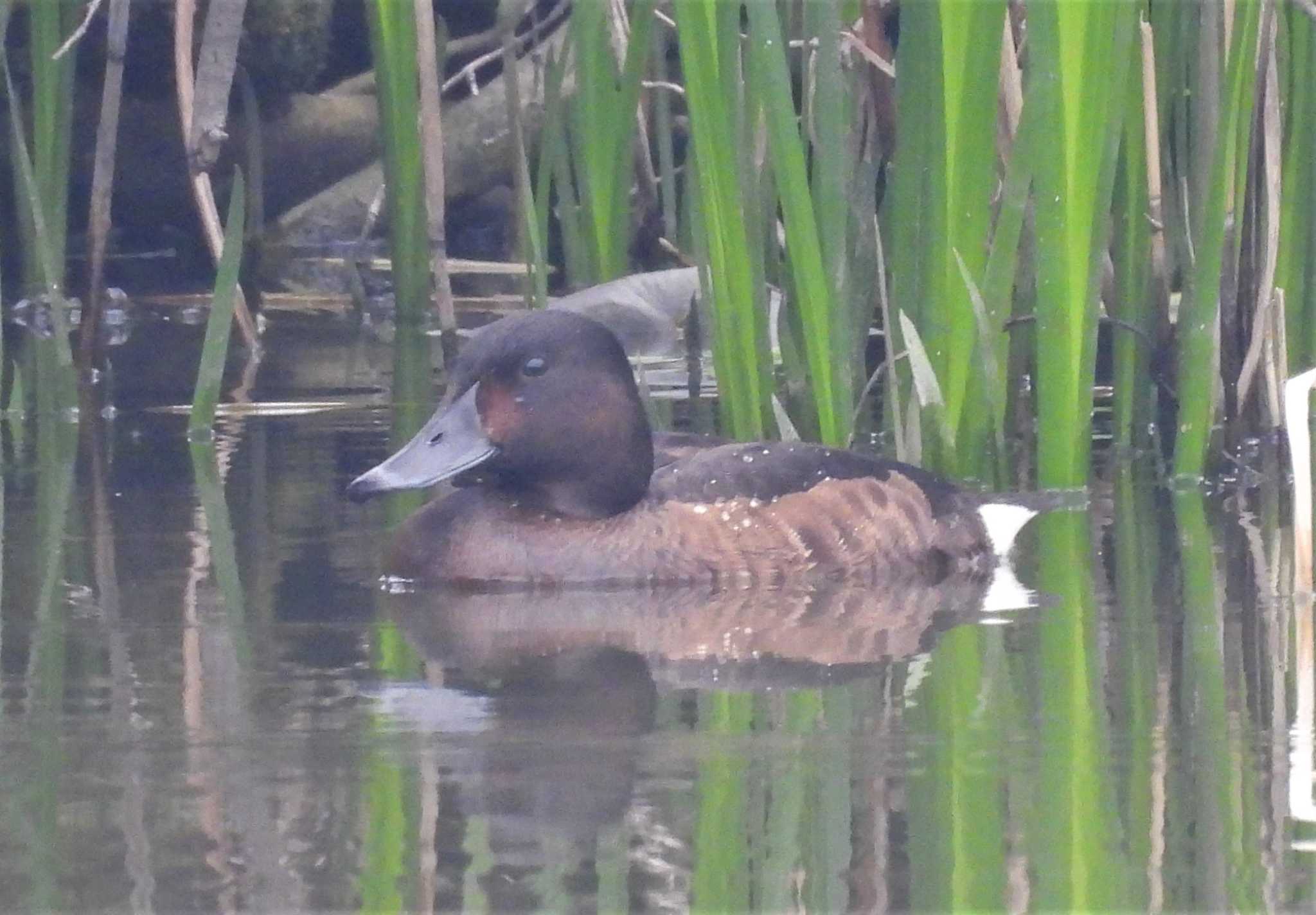 Photo of Baer's Pochard at Mizumoto Park by みやさん