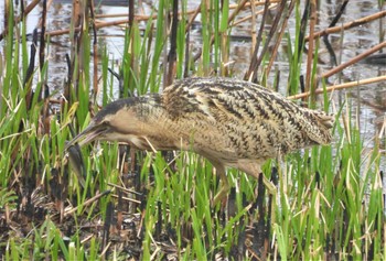 Eurasian Bittern Watarase Yusuichi (Wetland) Wed, 4/3/2024