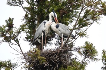 Grey Heron Unknown Spots Tue, 4/2/2024