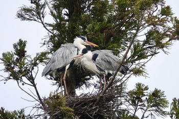 Grey Heron Unknown Spots Tue, 4/2/2024