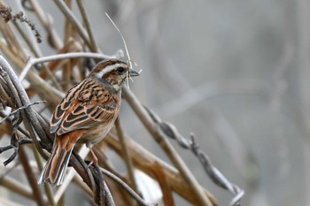 Meadow Bunting 東海市 Mon, 4/8/2024