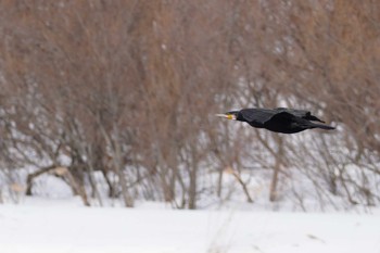 Great Cormorant 石狩 茨戸川 Sat, 3/9/2024