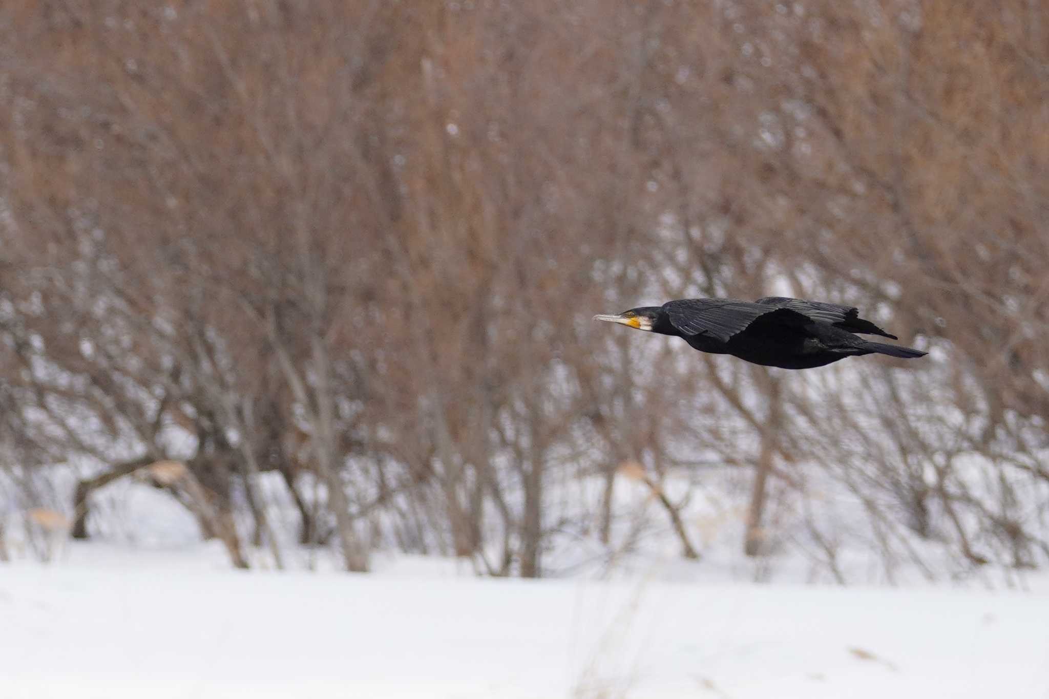 Photo of Great Cormorant at 石狩 茨戸川 by くまちん