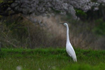 Great Egret 東海市 Mon, 4/8/2024