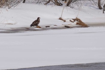 White-tailed Eagle 石狩 茨戸川 Sat, 3/9/2024