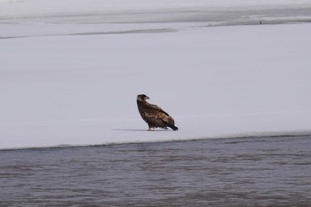 White-tailed Eagle 石狩 茨戸川 Sat, 3/9/2024