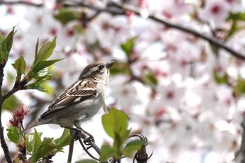 ニュウナイスズメ 愛西市 2024年4月7日(日)