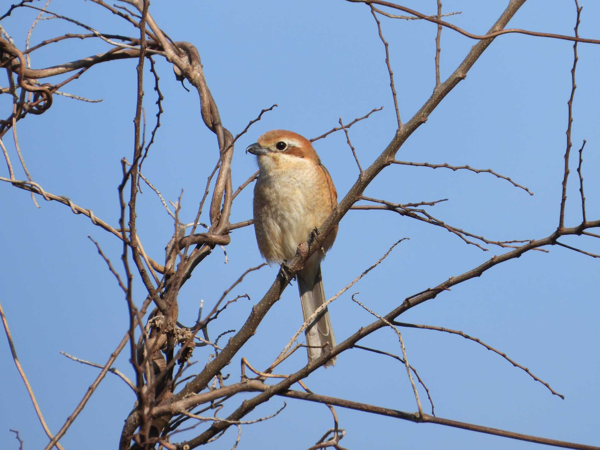 Bull-headed Shrike