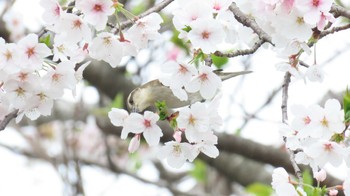 ニュウナイスズメ 愛知県愛西市立田町 2024年4月8日(月)