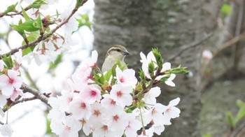 ニュウナイスズメ 愛知県愛西市立田町 2024年4月8日(月)