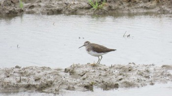 Green Sandpiper 愛知県愛西市立田町 Mon, 4/8/2024