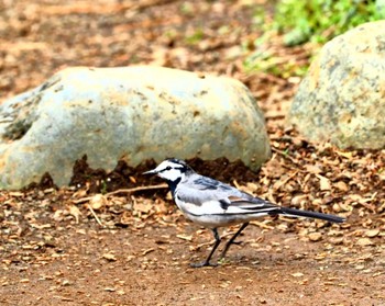 White Wagtail 横浜市公園 Mon, 4/8/2024