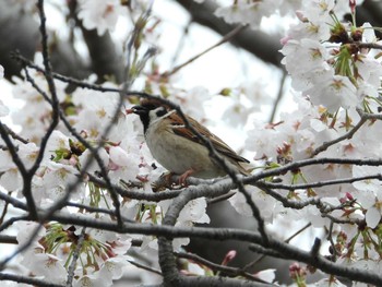 スズメ 木更津市 2024年4月7日(日)