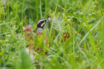 Meadow Bunting Asaba Biotope Mon, 4/8/2024