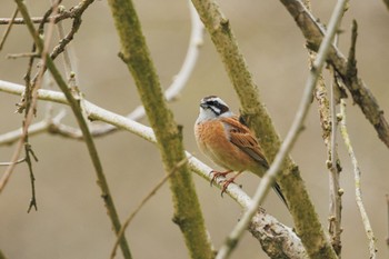 Meadow Bunting Asaba Biotope Mon, 4/8/2024