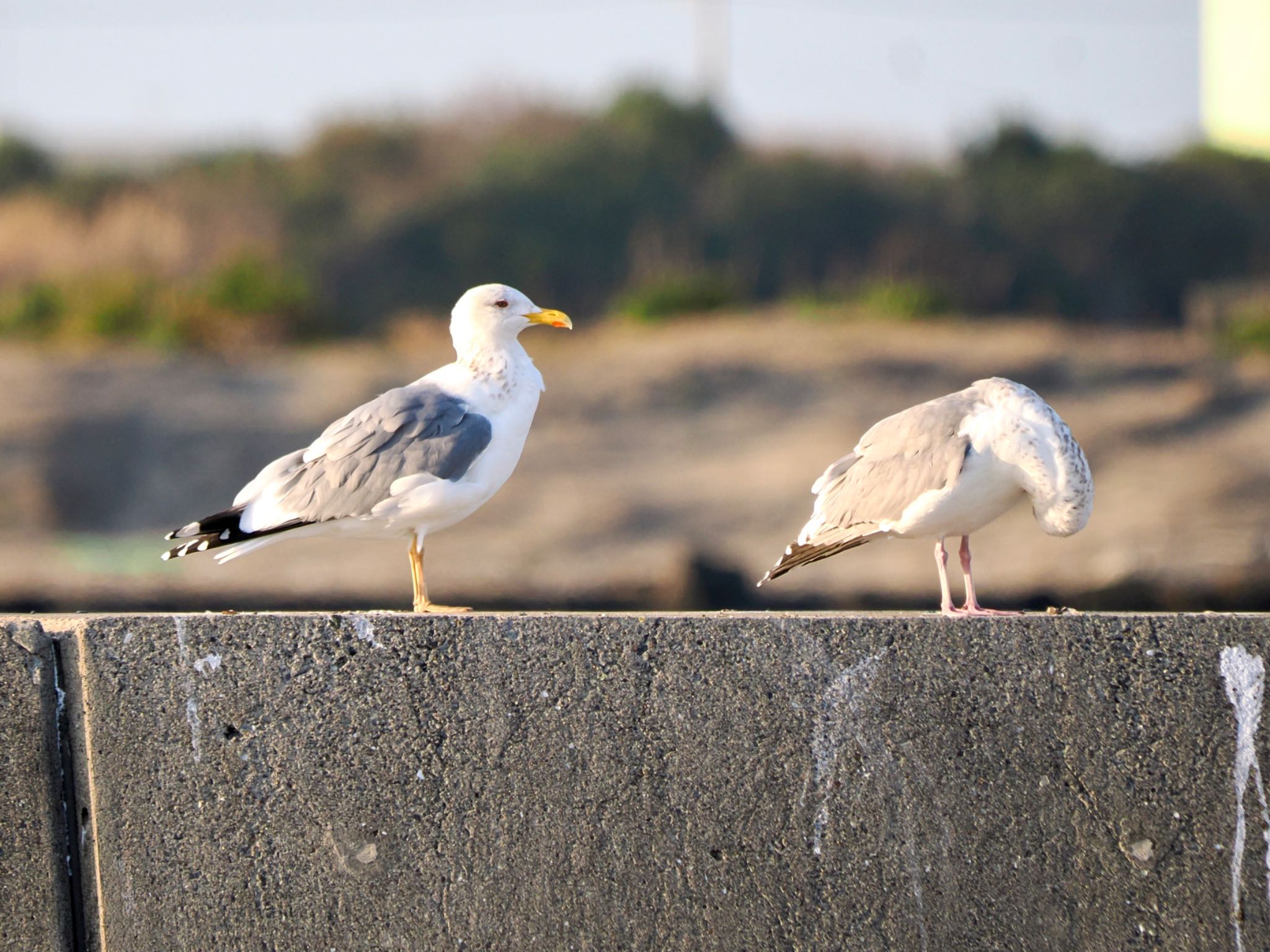 深く混迷のカモメ沼③ 黄足に背の色が濃いのでホイグリンかな　右はセグロカモメ by クロやん