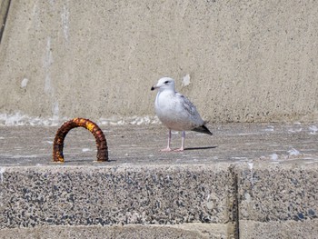 Vega Gull(mongolicus) Choshi Fishing Port Sat, 3/16/2024