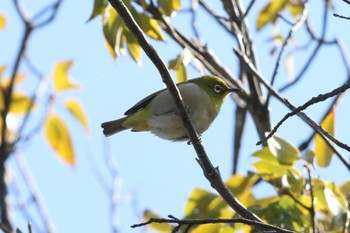 Warbling White-eye Akashi Park Sun, 3/3/2024