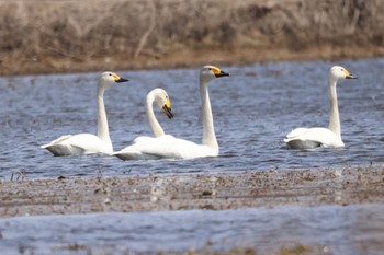 Whooper Swan 東の里遊水池(長沼町) Mon, 4/8/2024