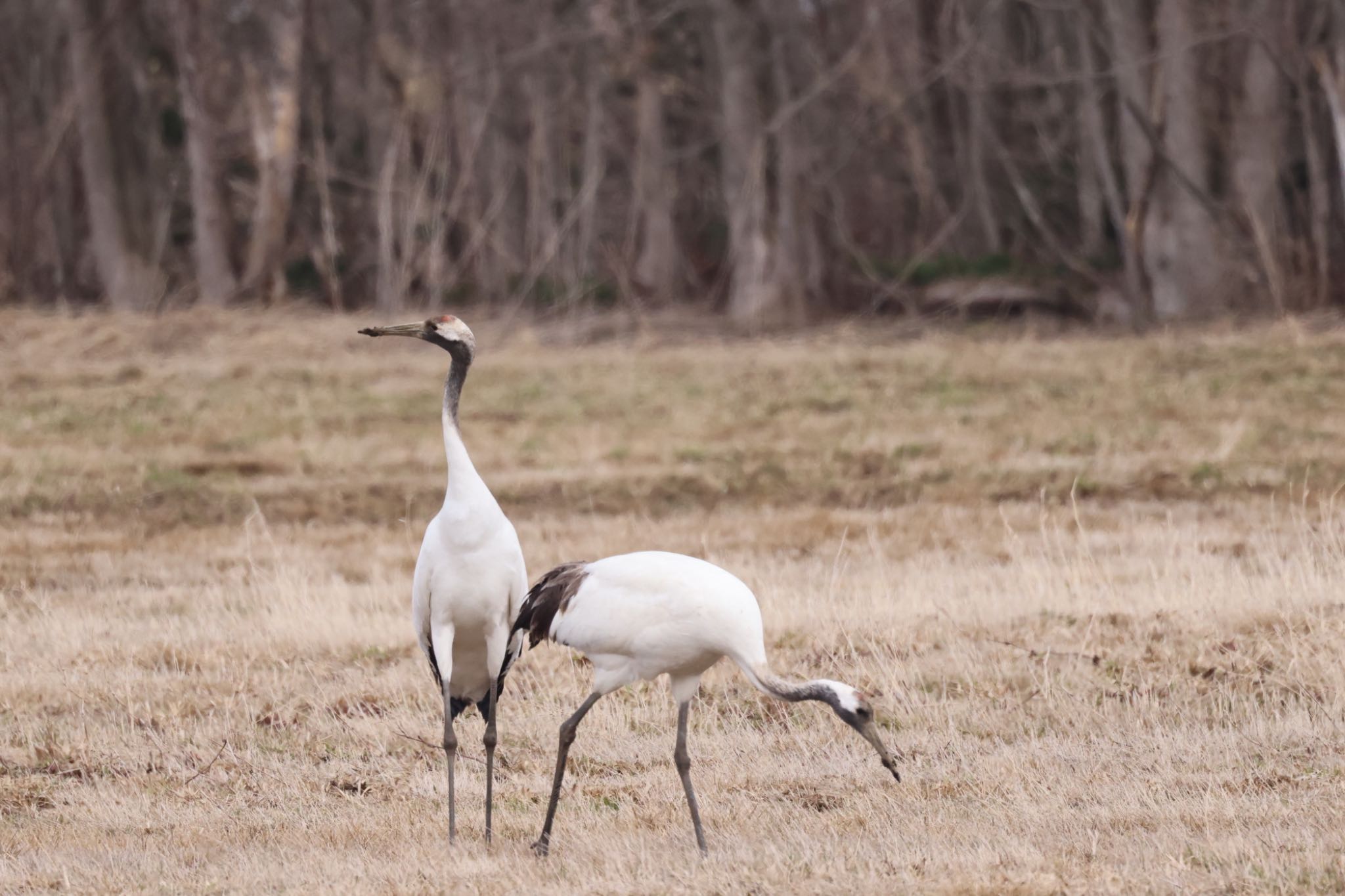 Red-crowned Crane