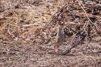 Eurasian Skylark 東の里遊水池(長沼町) Mon, 4/8/2024