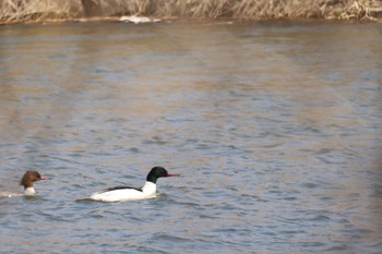 Common Merganser 東の里遊水池(長沼町) Mon, 4/8/2024