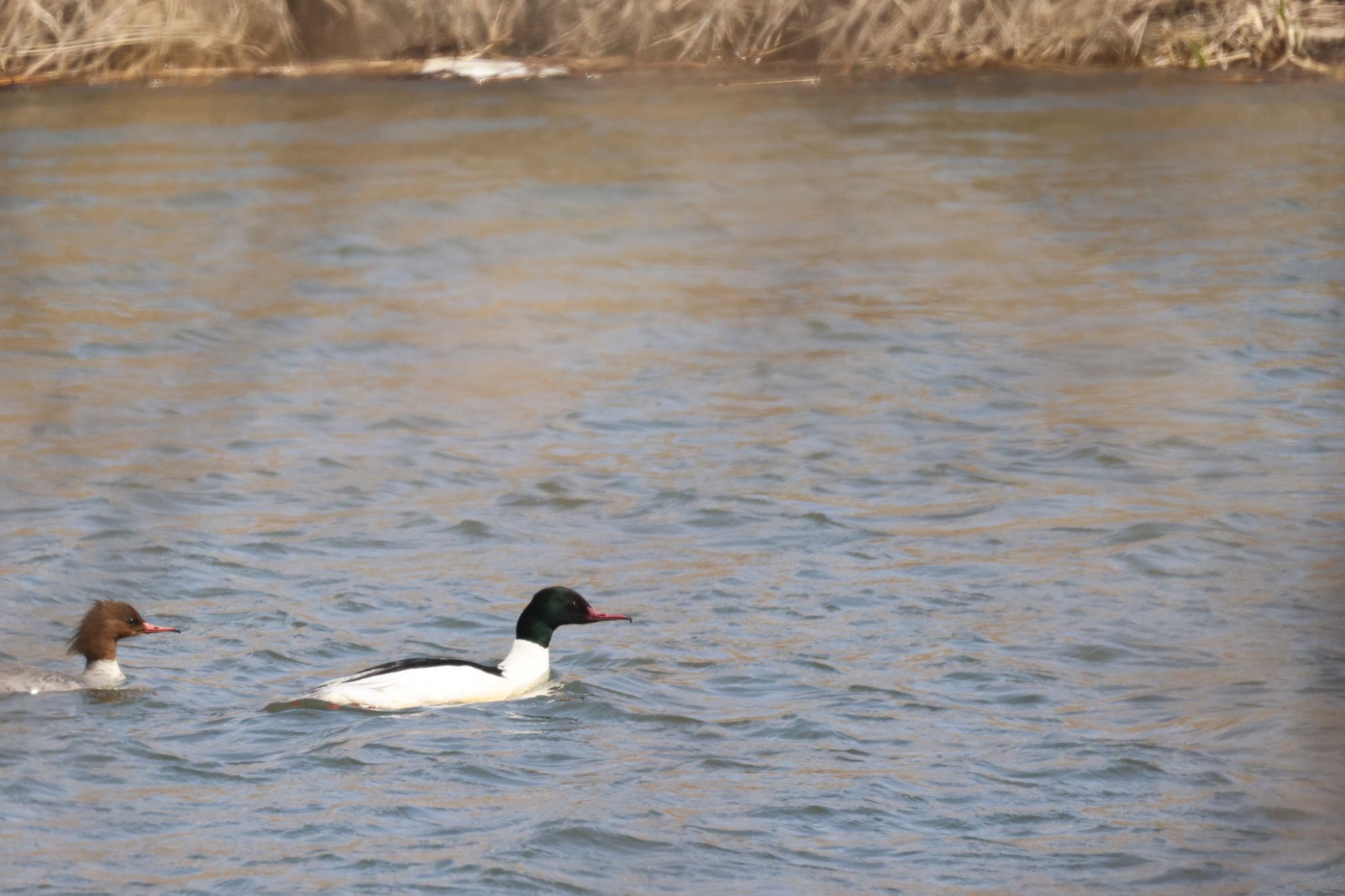 Common Merganser