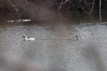 Smew 東の里遊水池(長沼町) Mon, 4/8/2024