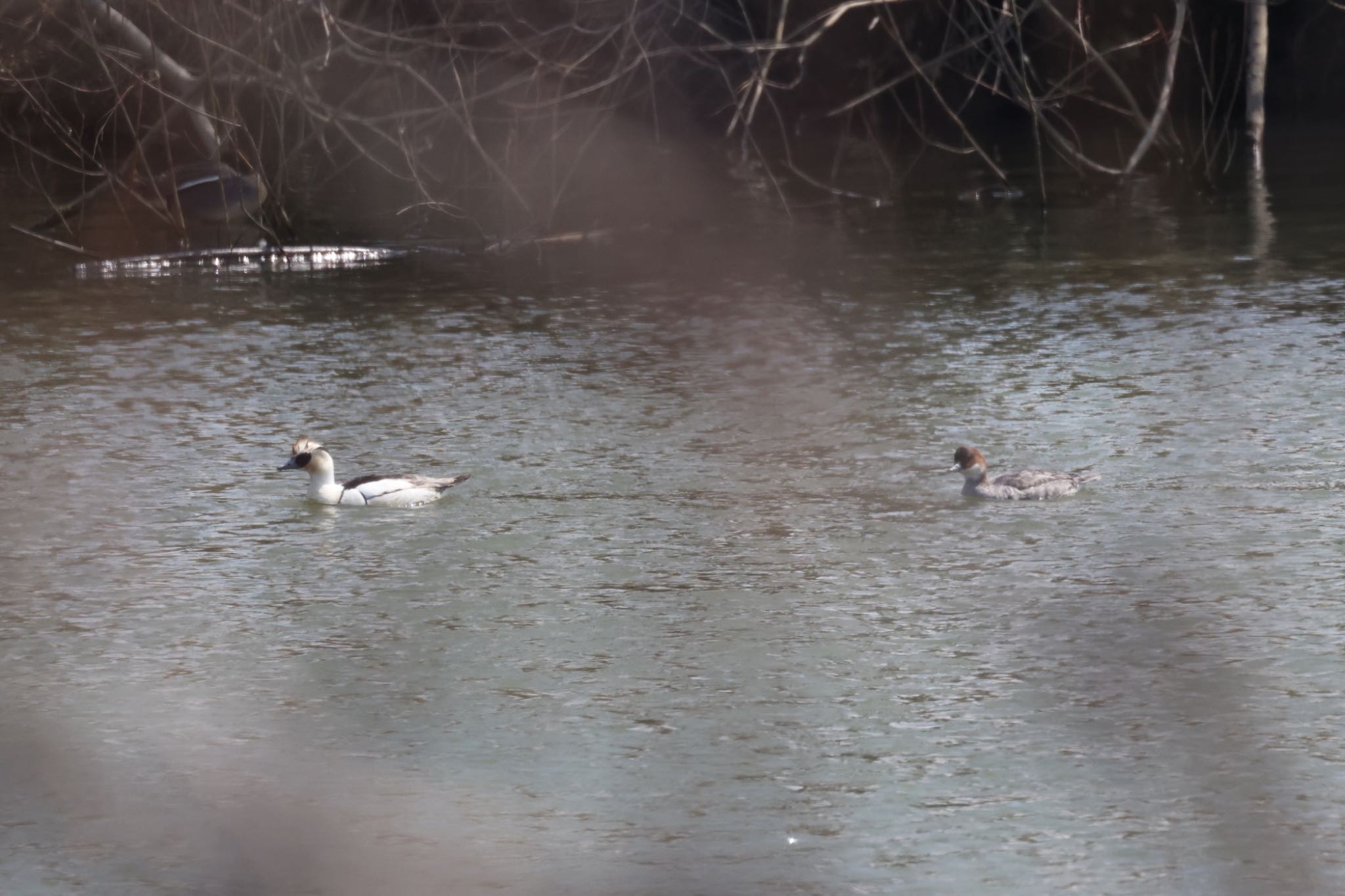 Photo of Smew at 東の里遊水池(長沼町) by will 73